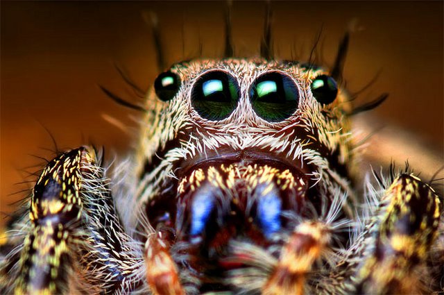 거미 눈에 대한 이미지 검색결과